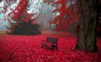background-autumn-wallpapers-serene-tree-sea-surrounded-carpet-bench-blood-leaves-red-167038