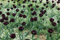 chateau-germigney-tulipes-noires-big