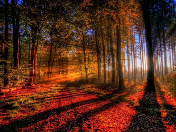 landscapes_nature_forest_hdr_photography_2560x1440_wallpaper_Wallpaper_800x600_www_wallpaperhi_com