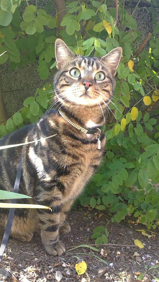 Mon Amour De Chat S Est Echape De La Location De Vacance 56 Chats Forum Animaux Doctissimo