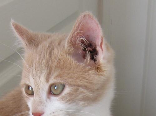 Gale Des Oreille De Chat Chats Forum Animaux Doctissimo Gale Des Oreille De Chat Chats Forum Animaux Doctissimo