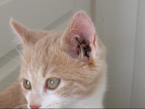 Gale Des Oreille De Chat Gale Des Oreille De Chat