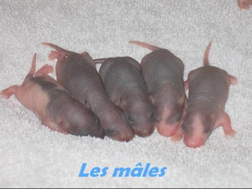 Bebes Rats Surprise Nouveaux Animaux De Compagnie Rats Reptiles Furets Forum Animaux Doctissimo