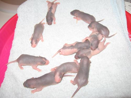 Bebes Rats Surprise Nouveaux Animaux De Compagnie Rats Reptiles Furets Forum Animaux Doctissimo