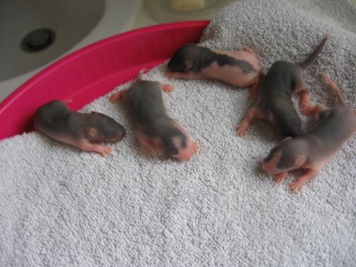 Bebes Rats Surprise Nouveaux Animaux De Compagnie Rats Reptiles Furets Forum Animaux Doctissimo Bebes Rats Surprise Nouveaux Animaux De Compagnie Rats Reptiles Furets Forum Animaux Doctissimo