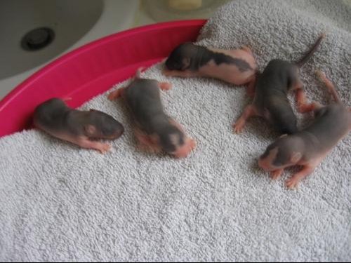 Bebes Rats Surprise Nouveaux Animaux De Compagnie Rats Reptiles Furets Forum Animaux Doctissimo Bebes Rats Surprise Nouveaux Animaux De Compagnie Rats Reptiles Furets Forum Animaux Doctissimo