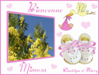 Bienvenue Mimosa