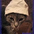 chat en bonnet de nuit lol
