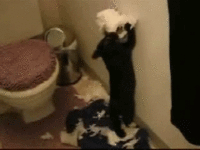 chat jouant avec le papier toilette