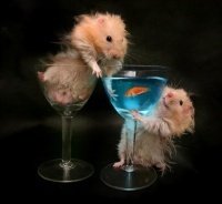 animaux-2-hamsters-img