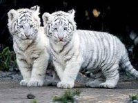 de jolis tigres blancs