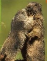 marmottes calins