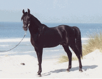 cheval noir sur le sable