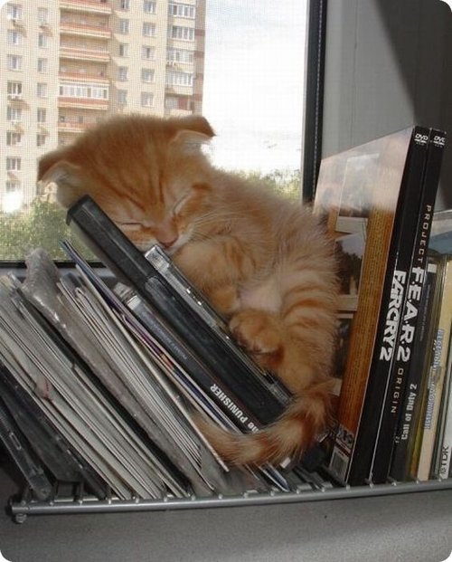 chat dans les livres