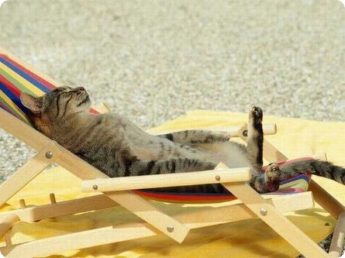 chat sur un relax
