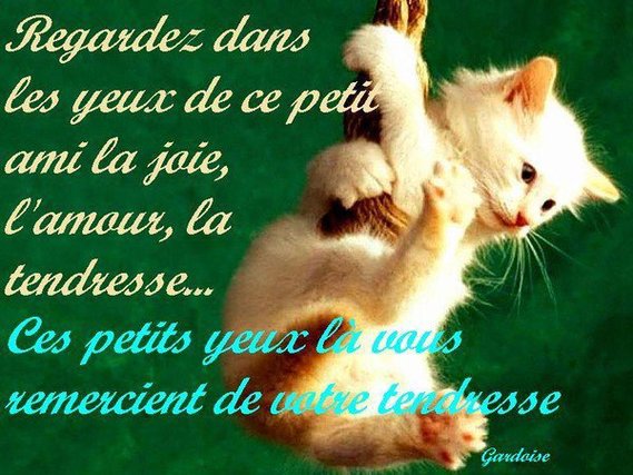 tendresse petit chat