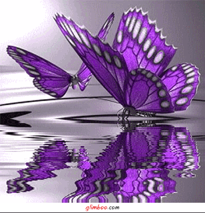papillon violets