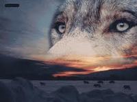 superbe image de loup
