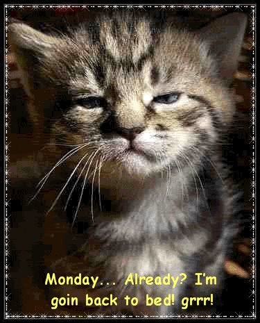chat triste c'est lundi