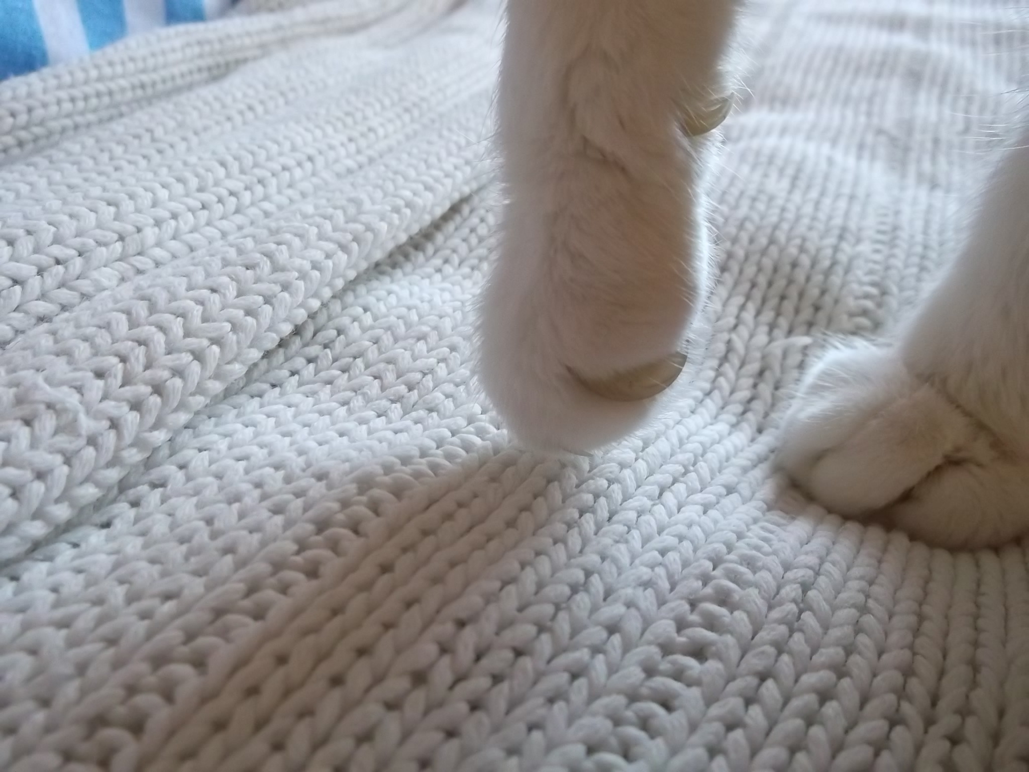 Chat Qui Boite La Sante De Votre Chat Chats Forum Animaux Doctissimo Chat Qui Boite La Sante De Votre Chat Chats Forum Animaux Doctissimo