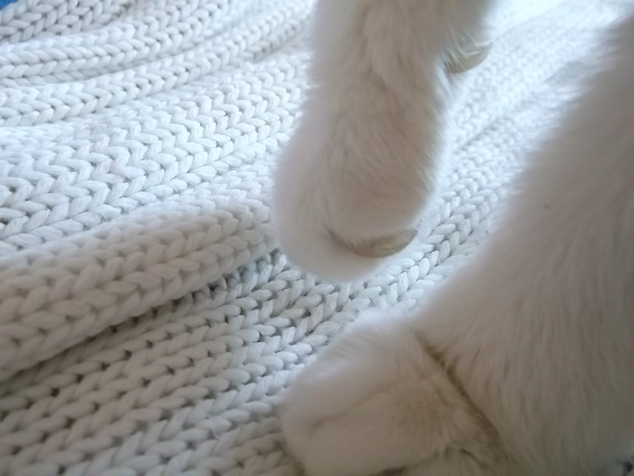 Chat Qui Boite La Sante De Votre Chat Chats Forum Animaux Chat Qui Boite La Sante De Votre Chat Chats Forum Animaux
