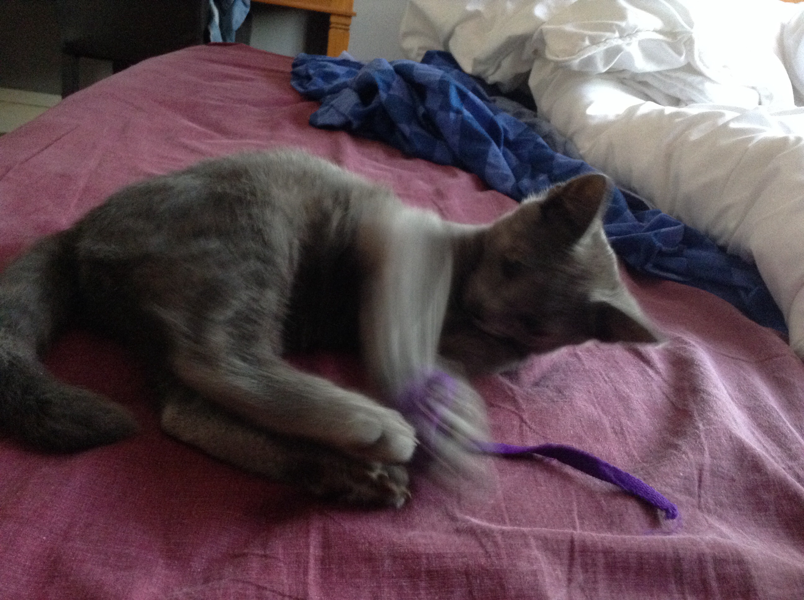 Chaton Malade Mou Maigre Chats Forum Animaux Chaton Malade Mou Maigre Chats Forum Animaux