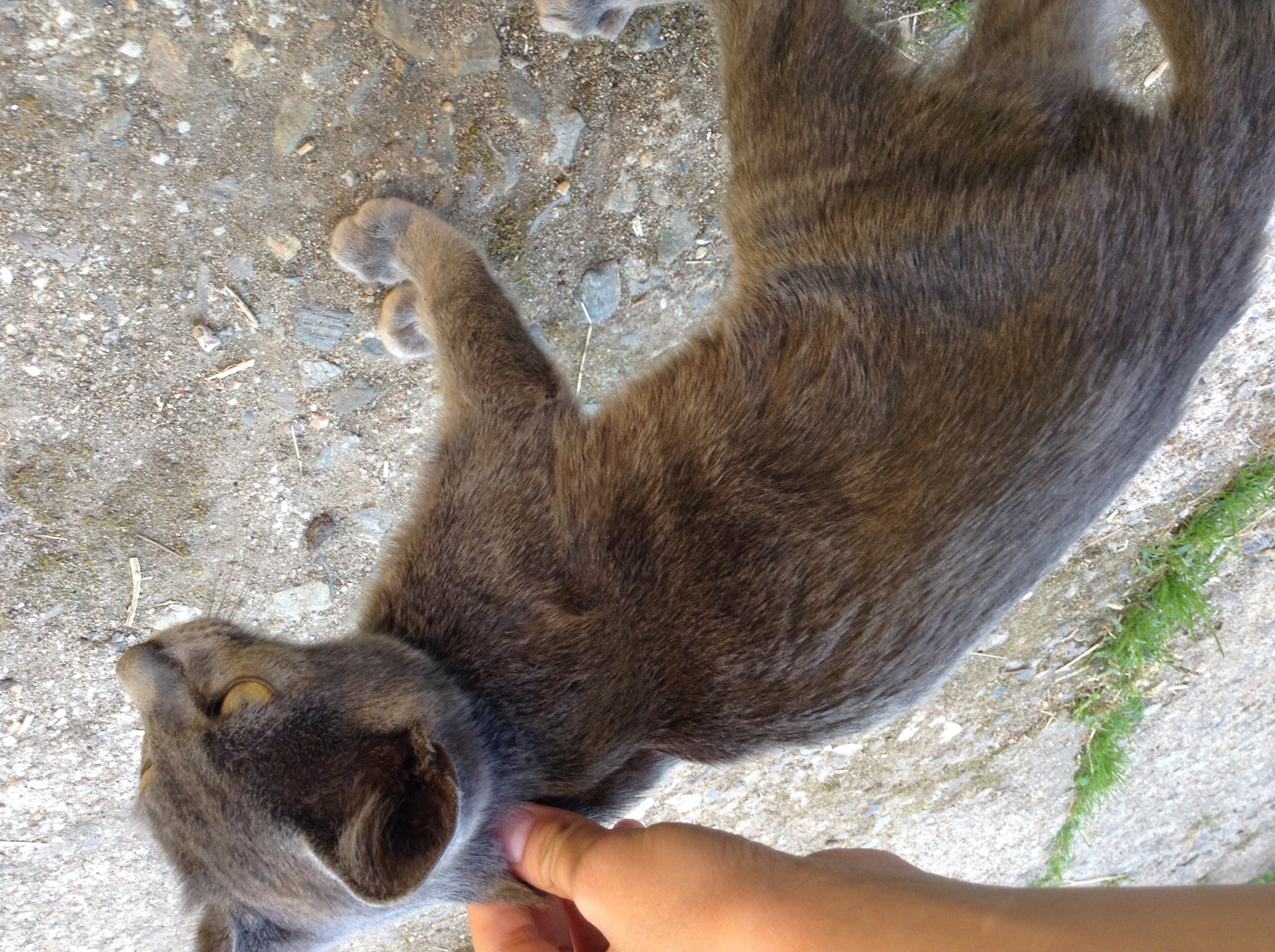 Chaton Malade Mou Maigre Chats Forum Animaux Doctissimo