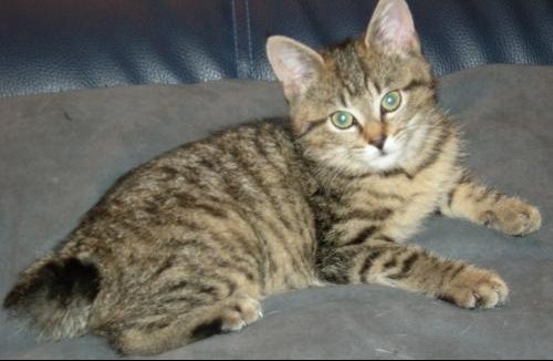 Mon Chat N A Pas De Queue Chats Forum Animaux Doctissimo Mon Chat N A Pas De Queue Chats Forum Animaux Doctissimo