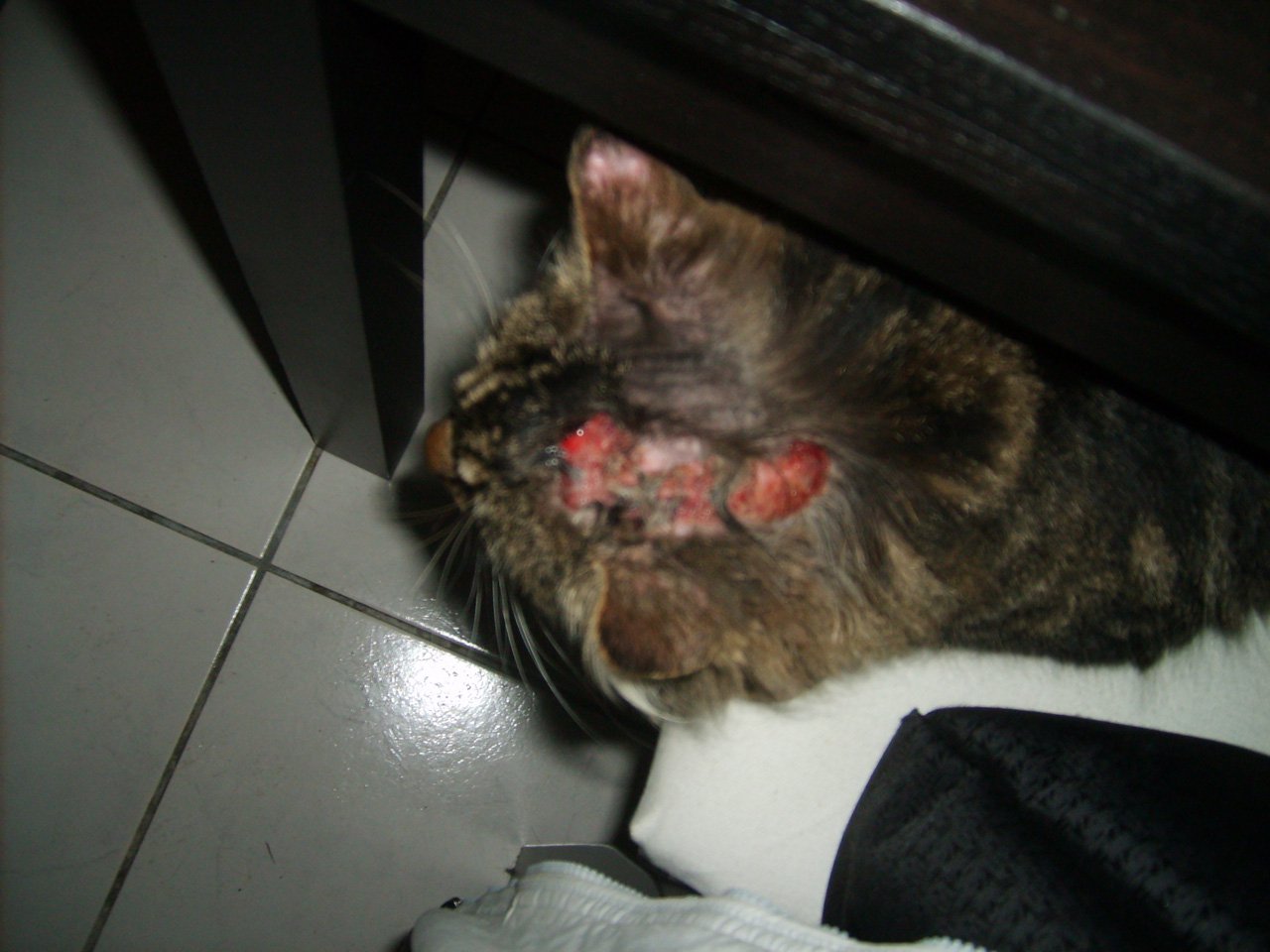 Plaies Sur La Tete De Mon Chat Medecine Veterinaire Forum Animaux Plaies Sur La Tete De Mon Chat Medecine Veterinaire Forum Animaux