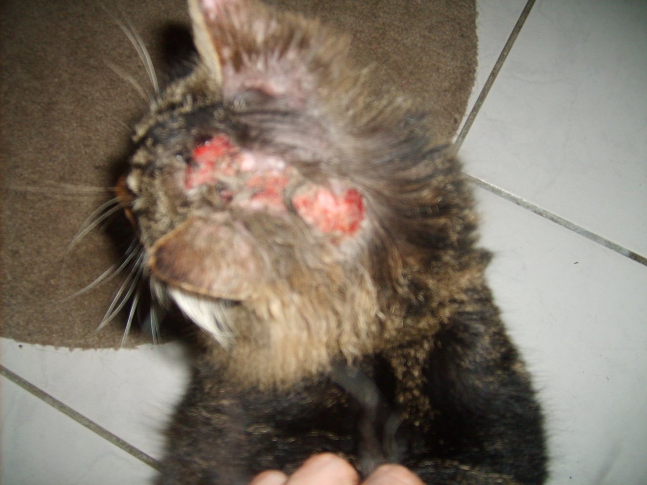 Plaies Sur La Tete De Mon Chat Medecine Veterinaire Forum Animaux Doctissimo Plaies Sur La Tete De Mon Chat Medecine Veterinaire Forum Animaux Doctissimo