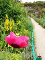 2011-06-12--Monet`s Garden, Giverny