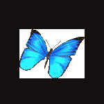 bleu-butterfly