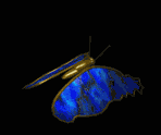 blueb-butterfly