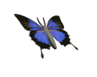 blued-butterfly