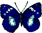 bluew-butterfly