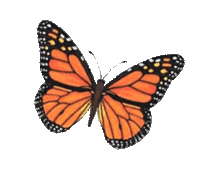 butterfly-redorange