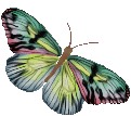 pink-green-yellow-butterfly