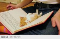 doux-cat-book