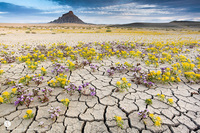 blooming-desert-badlands-utah-11