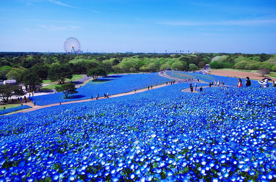 2_nemophilia_blue_garden_japan_hitachi_park