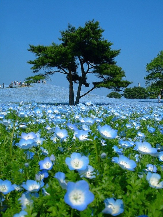 2-hitachi-seaside-park-japan-24-photos-15