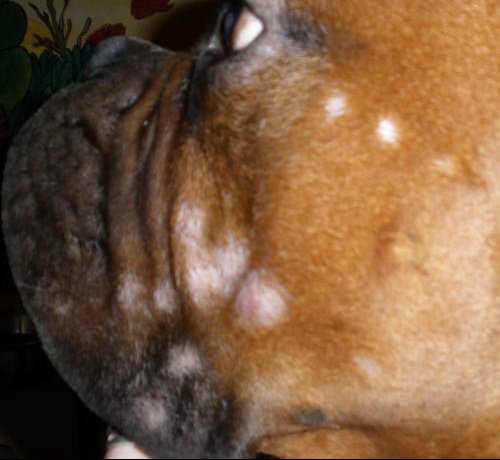 Bouledogue Francais Qui Perd Ses Poils Bouledogue Francais Qui Perd Ses Poils