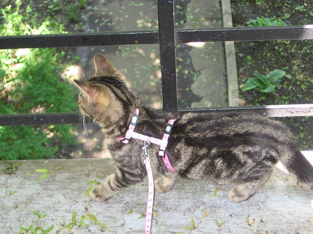 Vos Avis Sur Le Harnais Pour Matous Chats Forum Animaux Doctissimo Vos Avis Sur Le Harnais Pour Matous Chats Forum Animaux Doctissimo
