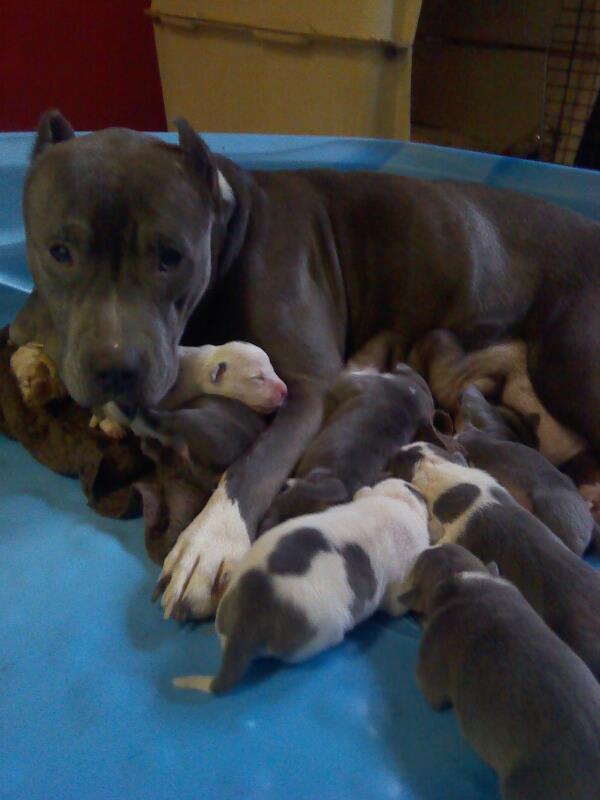 Amstaff Bleu X Bleu Chiens Forum Animaux Doctissimo Amstaff Bleu X Bleu Chiens Forum Animaux Doctissimo