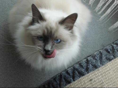 Calmer Les Chaleurs D Une Chatte Page 2 Chats Forum Animaux Doctissimo Calmer Les Chaleurs D Une Chatte Page 2 Chats Forum Animaux Doctissimo