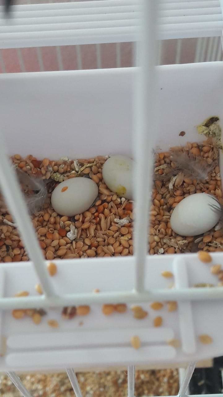 œuf De Mandarin Qui N Eclos Pas Oiseaux Forum Animaux Doctissimo œuf De Mandarin Qui N Eclos Pas Oiseaux Forum Animaux Doctissimo