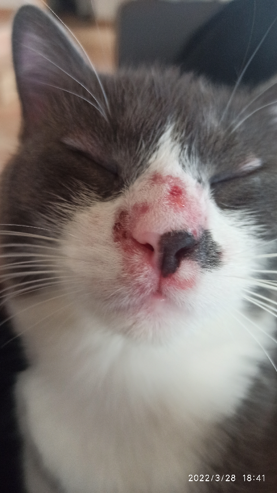 Probleme Nez Chat Urgent