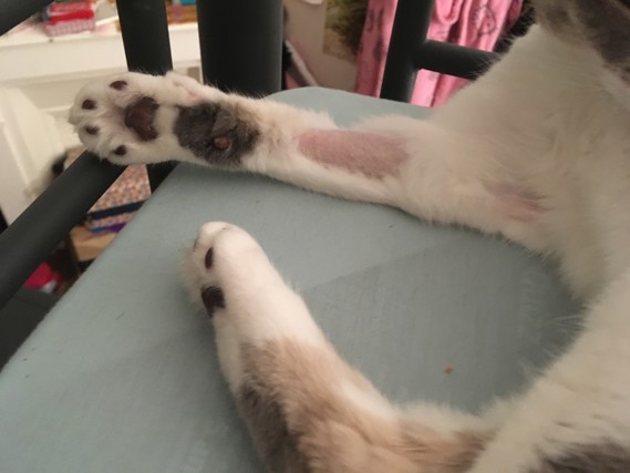 Mon Chat S Arrache Les Poils La Sante De Votre Chat Chats Forum Animaux Doctissimo Mon Chat S Arrache Les Poils La Sante De Votre Chat Chats Forum Animaux Doctissimo