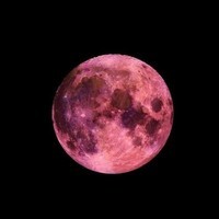 lune rose 1