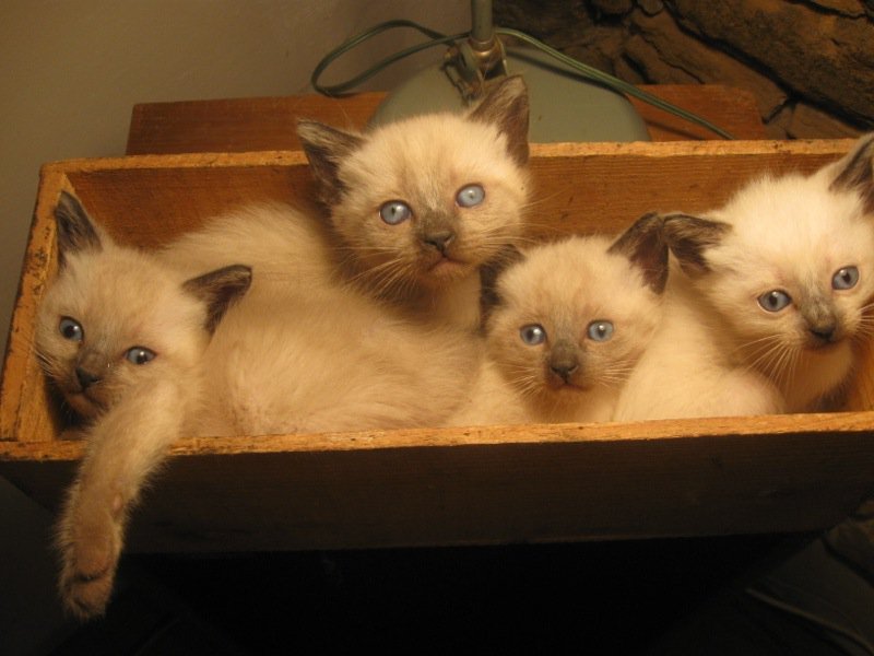 Siamois Ou Sacre De Birmanie Chats Forum Animaux Doctissimo Siamois Ou Sacre De Birmanie Chats Forum Animaux Doctissimo